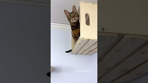 Cardboard Tube Scratching Post for a Cat