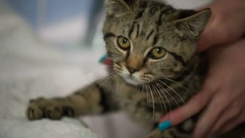 Woman hand washing young kitty with fresh water