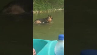 Swimming with my rescue dogs