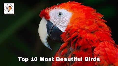 Top 10 most stunning birds in the world