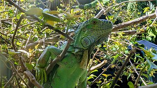 Iguanas s. Florida
