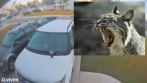 Bobcat Attack - Dad Jumps Into Action & Saves The Day - Good Reactions