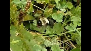 A Bumblebee collecting Nectar a Quick Video