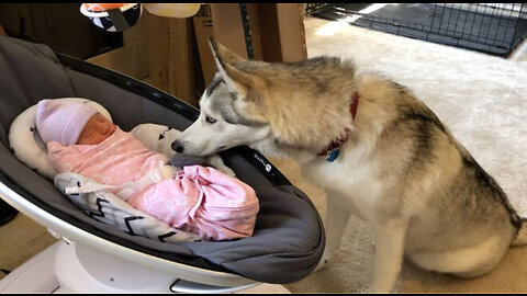 Huskies’ heartwarming reaction upon meeting their newborn sister is incredibly touching.