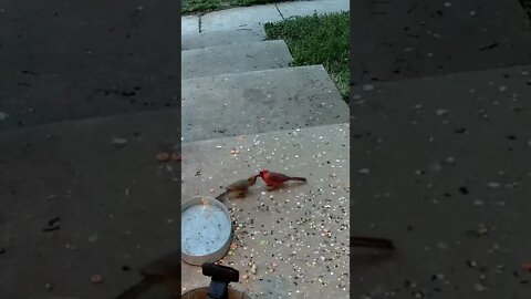 The Male Cardinal Feeds The Female #Shorts 🌻