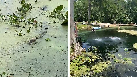 Brave Florida Kids Swim With Alligators In Local Pond