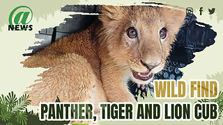 Panther, Tiger And Lion Cub Rescued During Raid On Gang Leader's Home