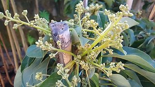 frutíferas produzindo em vaso abacate sapoti rambutam fruta pão estamos enviando para todo o Brasil