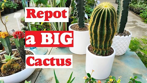 cactus repotting | How to repot a cactus?