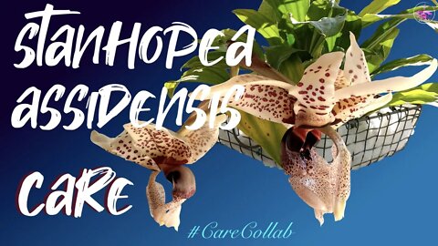 Stanhopea Assidensis CARE | Watch this, if you are into Beast Mode orchids #carecollab