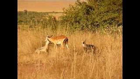 Jackal killing impala