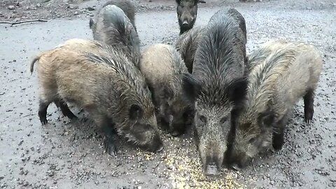 My WILD PIGS and ME so CLOSE