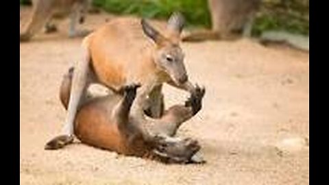 kangaro fighting