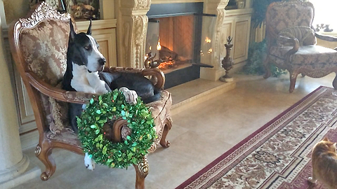 Funny Great Dane is over Christmas Decorating