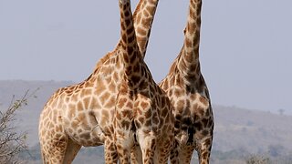 Giraffes in Nairobi National Park Kenya East Africa