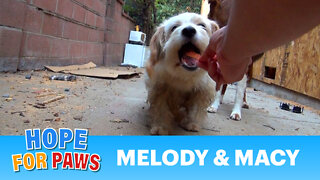 Dog rescue: Melody and Macy - Please share so we can find them a home. Thanks!