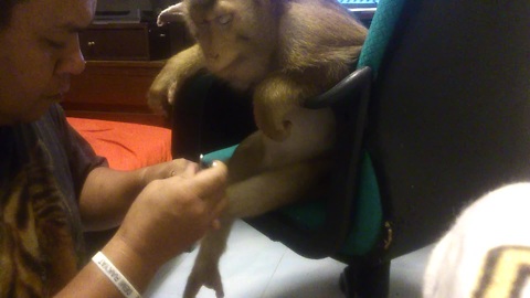 Patient monkey gets her nails cut