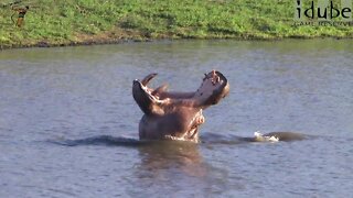 Confrontation Between Elephants And A Hippo