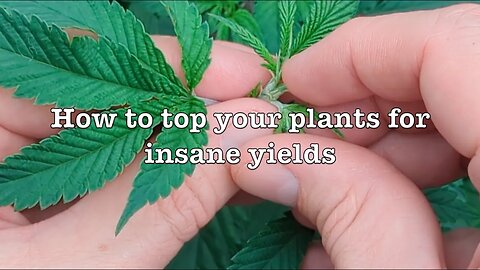 Maximizing Cannabis Yields: The Theory and Practice of Topping Plants for Massive Growth