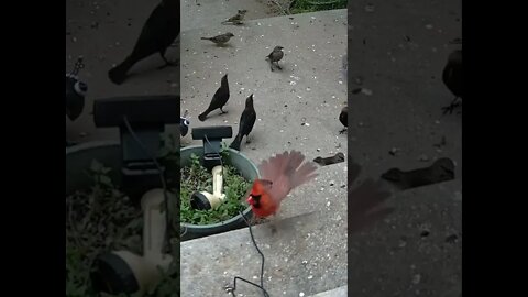 The Cardinal Shows Off His Sunflower Seed #Shorts 🌻