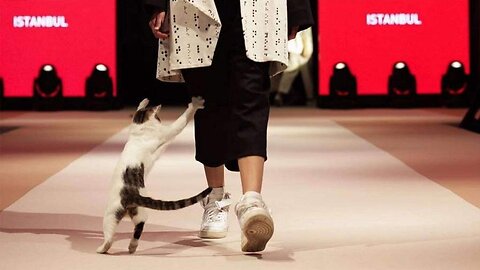 Catjob as fashion. Funny Animal Videos.