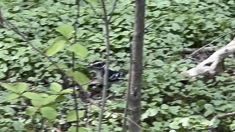 Big Hairy Wood Pecker digging for worms again