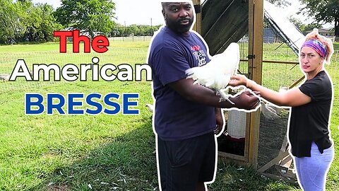 How We Select Our Breeders | American Bresse