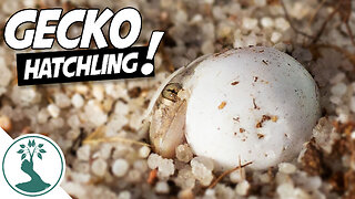 I FOUND A BABY LIZARD - Gecko Egg Hatching | Mediterranean Gecko