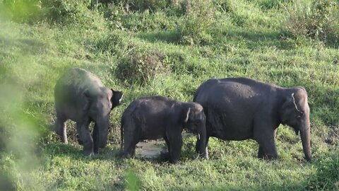 Borneo elephant family playing in the mud video || Thalir videos