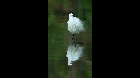 Egret handsome so beautiful and breeding feather