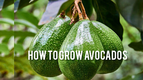 How To Grow Avocados