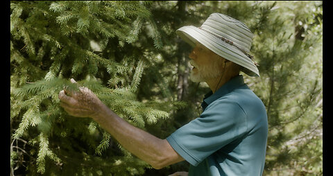 How to Harvest and Brew Pine Needle & Twig Tea