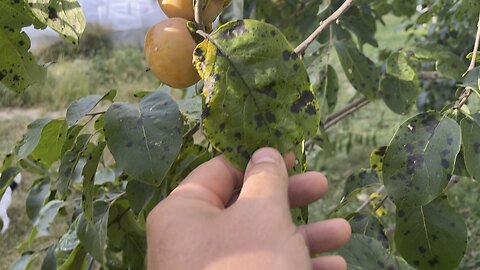 Persimmons Are Ready!!! #ChamberlinFamilyFarms #persimmons #falltimefun #farm ##homestead