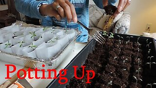 Up-Potting Marigold and Tomatoes