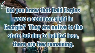 Bald Eagles