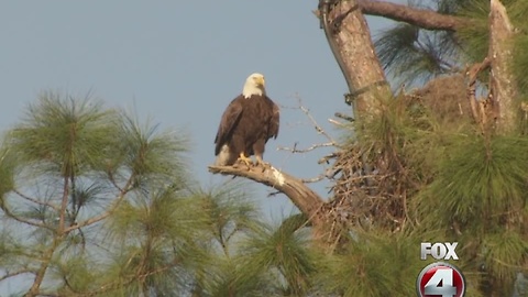 SWFL bald eagles await arrival of two eaglets.