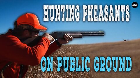 SD Pheasant on Public Land