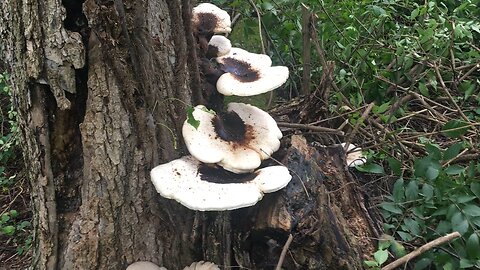 A Forest Manager’s Perspective on Dead Trees, Mushrooms, and Forgotten Fencing