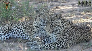 Hlab'nkunzi Female Leopard And Son, Sighting 9