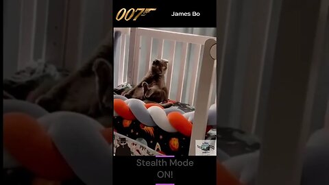 James Bond Cat | Feline STEALTH! #shorts #shortsfeed