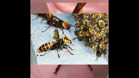 le frelon asiatique prédateur des abeilles