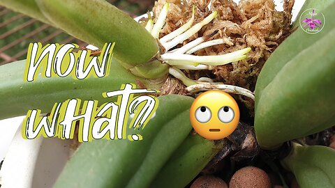 When Repotting Does NOT Go According to Plan | Troubleshooting a Climbing Orchid Repot #ninjaorchids