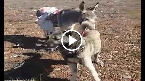 Kangal Shepherd Dog and Donkey