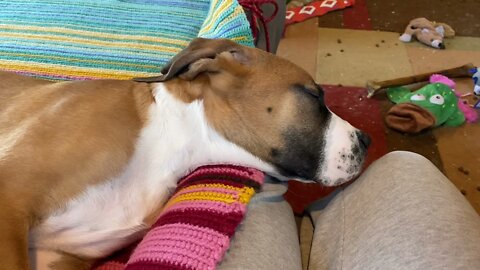 Snoring Great Dane puppy- Clyde snores so loud