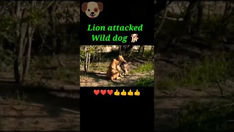 Lion attacked wild dog 🐶#shorts #shortvideo #youtubeshorts