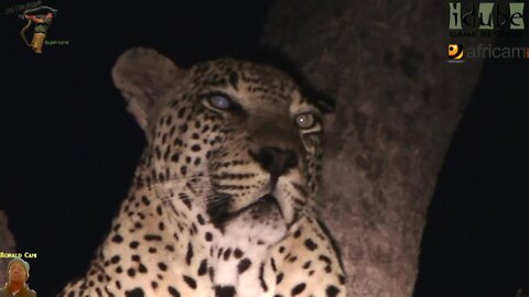 Sand River Male And Mobeni Female Leopard At Night