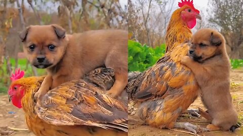 Friendship _ puppy and chicken . A beautiful moment