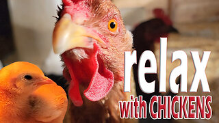 John Durham ASMR Relaxing Chicken Sounds Animals Doing ASMR Farm Sounds #chickens