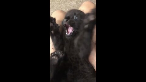 Panther luna cutest baby boy ever ❤️