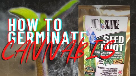 How To Germinate Cannabis | Seed and Root